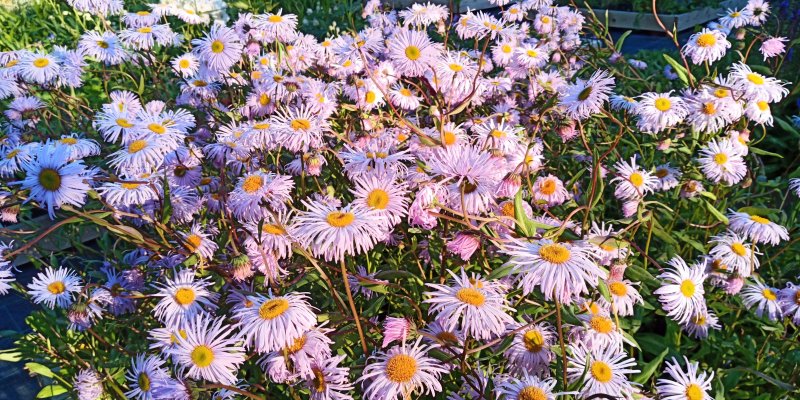 Erigeron hybride 'Sommerneuschnee' Jalokallioinen